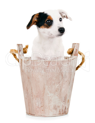 Jack Russell puppy in wooden bucket