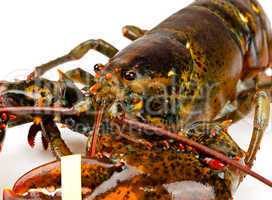 Macro of living lobster