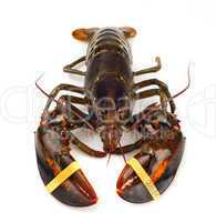 Living lobster