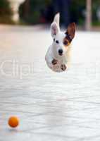 Jumping jack russell terrier for thrown ball aport