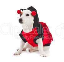 Jack Russell dressed up as a ladybug