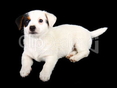Jack russell puppy