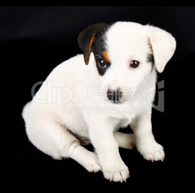 Jack russell puppy