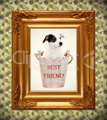 Jack Russell puppy in wooden bucket with golden photo frame