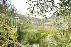 Detail of olive tree with green olives