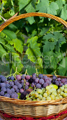 Basket of grapes and figs