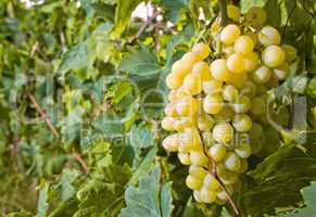 Withe grapes