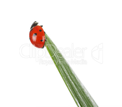 Ladybird on green leaf