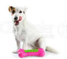 Jack Russell with a rubber bone