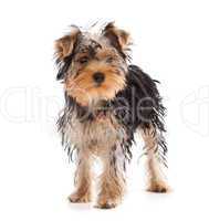 Yorkshire Terrier looking at camera