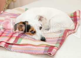Cute Jack Russell on the bed