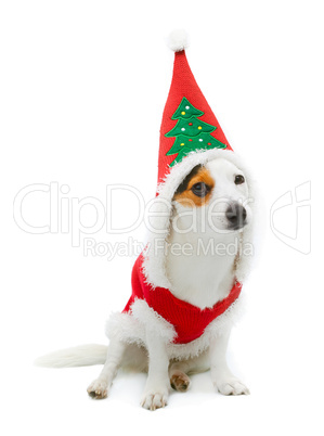 Young Jack Russel  wearing santa claus dress