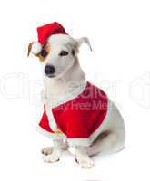 Young Jack Russel wearing santa claus dress