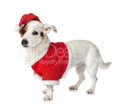 Young Jack Russel wearing santa claus dress