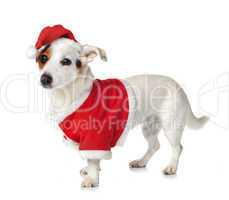Young Jack Russel wearing santa claus dress