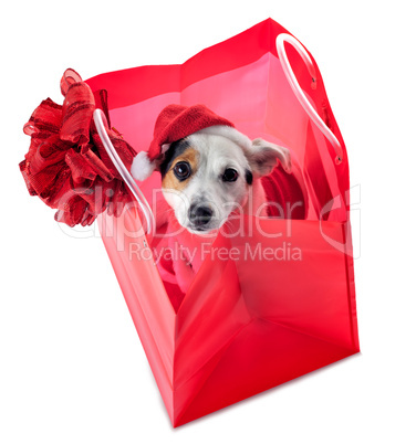 Young Jack Russel wearing santa claus dress in red shopping bag