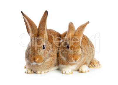 Tow cute rabbits sitting