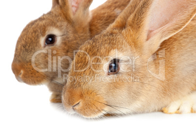 Tow cute rabbits sitting