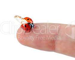 Macro of a ladybug sitting on finger