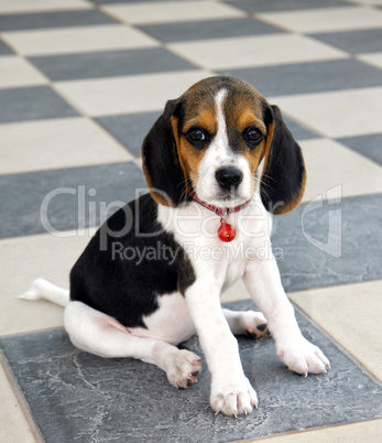 Cute Beagle puppy