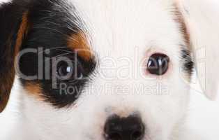 Portrait of Jack Russell puppy