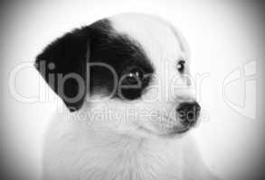 Portrait Black and White of Jack Russell puppy