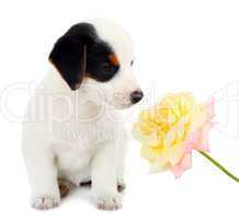 Jack Russell puppy with a big rose
