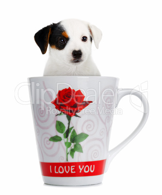 Jack Russell puppy in the cup