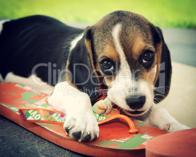 Cute Beagle puppy