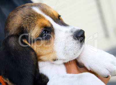 Portrait of cute Beagle puppy