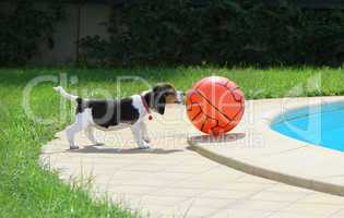 Cute Beagle puppy