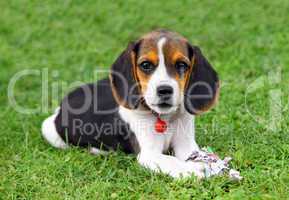 Cute Beagle puppy