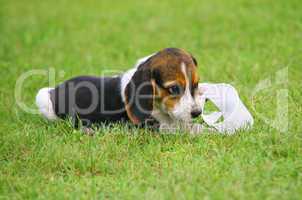 Cute Beagle puppy