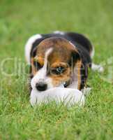 Close up of cute Beagle dog
