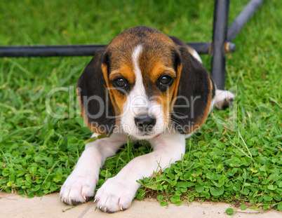 Close up of cute Beagle dog