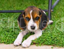 Close up of cute Beagle dog