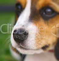 Close up of a nose of cute Beagle dog