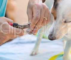master cut your nails to her dog