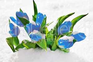 tulpen im schnee