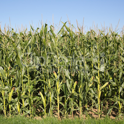 reifer mais im herbst bereit zur ernte