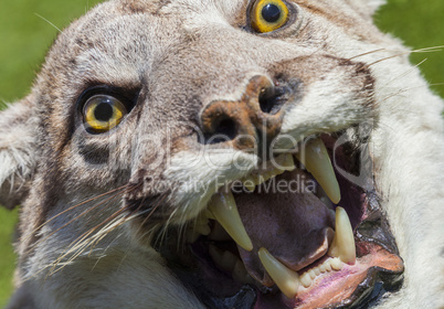 Cougar, North American Mountain Lion, Puma Concolor