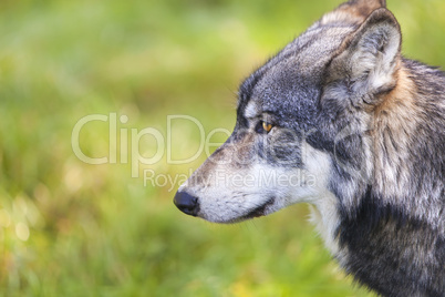 North American Gray Wolf, Canis Lupus