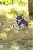 North American Gray Wolf, Canis Lupus