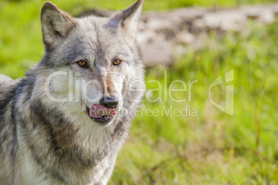 Male North American Gray Wolf, Canis Lupus, Licking His Lips