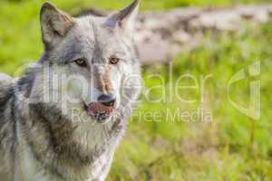 Male North American Gray Wolf, Canis Lupus, Licking His Lips