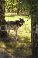 North American Gray Wolf, Canis Lupus