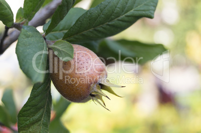 common medlar