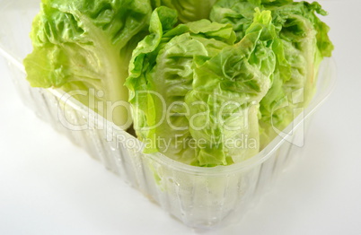 fresh lettuce plant