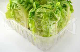 fresh lettuce plant