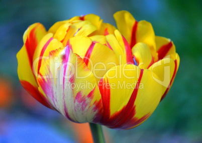 Yellow and red tulip in bloom